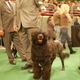 Illustration for article titled Calling Off The Dogs: Day 2 At Westminster